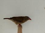 Vuurvink - lagonosticta senegala, Meerdere dieren, Tropenvogel, Geringd
