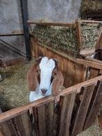Boergeit bok, Dieren en Toebehoren, Schapen, Geiten en Varkens, Mannelijk, Geit