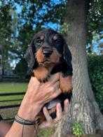 Prachtige ruwharige teckel pups(standaard maat) met garantie, Dieren en Toebehoren, CDV (hondenziekte), Standaard, 8 tot 15 weken