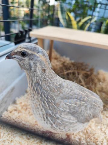 Prachtige kwartel haantje  beschikbaar voor biedingen