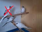 3 jongeblauw bonte blackwing grasparkieten, Dieren en Toebehoren, Vogels | Parkieten en Papegaaien, Meerdere dieren, Parkiet, Geringd