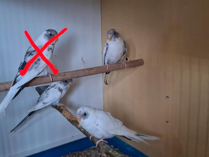 3 jongeblauw bonte blackwing grasparkieten, Dieren en Toebehoren, Vogels | Parkieten en Papegaaien, Parkiet, Meerdere dieren, Geringd