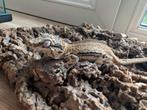 R. Auriculatus / Gargoyle Gecko, Dieren en Toebehoren, Hagedis, 0 tot 2 jaar