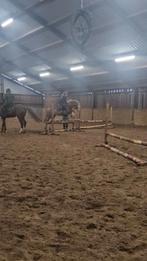 Verzorg of lease pony gezocht, Contacten en Berichten