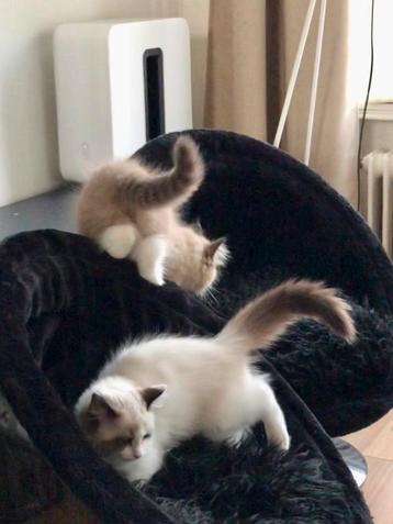 Petsinn designstoeltjes voor huisdieren, hond/kat beschikbaar voor biedingen
