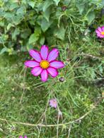 Cosmea zaad, Tuin en Terras, Bloembollen en Zaden, Ophalen of Verzenden, Volle zon