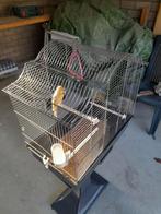 Te koop kanarie + kooi, Dieren en Toebehoren, Vogels | Duiven, Mannelijk