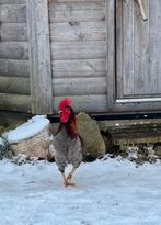 Biologische kleurlegger haan, Dieren en Toebehoren, Pluimvee, Mannelijk, Kip