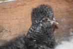 3 zijdehoen hennen, Dieren en Toebehoren, Pluimvee, Vrouwelijk, Kip