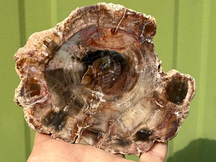 Versteend hout schijf plak dubbel gepolijst mineralen, Verzamelen, Mineralen en Fossielen, Mineraal, Ophalen of Verzenden