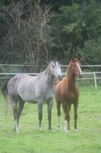 Duitse rijpony's direct van de fokker, Dieren en Toebehoren, Pony's, Merrie, Gechipt, 3 tot 6 jaar, Onbeleerd