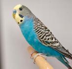 Mooie turkoois geel masker man