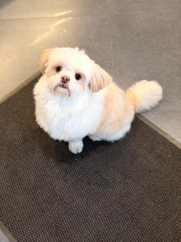 Dekreu, Dieren en Toebehoren, Honden | Dekreuen, Reu, Particulier, Eén hond, Nederland, 1 tot 2 jaar, CDV (hondenziekte), HCC (leverziekte)