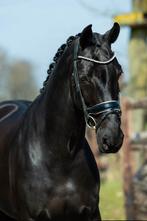 Knappe 9 jarige elite, sport, NMK Z2 dressuur merrie, Merrie, Dressuurpaard