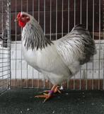 Wyandotte kriel wit zwart- en blauwcolumbia hanen, Dieren en Toebehoren, Pluimvee, Mannelijk, Kip