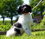 Friese Stabij pups (uit goedgekeurde ouders) met stamboom, Dieren en Toebehoren, 8 tot 15 weken, CDV (hondenziekte), Meerdere