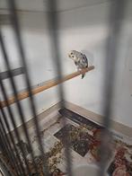 Dunfalo pop split van begin 2025 broedrijp met antraciet, Dieren en Toebehoren, Vogels | Kanaries, Vrouwelijk, Kleurkanarie