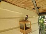 Rijstvogels, Dieren en Toebehoren, Meerdere dieren, Tropenvogel