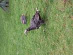 Kalkoenhaan, Dieren en Toebehoren, Vrouwelijk, Kalkoen