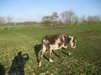 Ezels, Dieren en Toebehoren, Schapen, Geiten en Varkens, Vrouwelijk