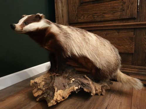 Prachtig grote opgezette das. Dieren taxidermie opgezet, Verzamelen, Dierenverzamelingen, Zo goed als nieuw, Opgezet dier, Wild dier
