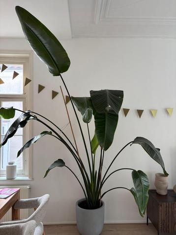 strelitzia nicolai plant, 250cm hoog, ZONDER pot