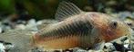 corydoras aneus 2.5-3cm €2,95, Vis, Zoetwatervis