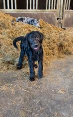 Lieve, mooie pups. Moeder labrador, vader middelmaat poedel, Dieren en Toebehoren, Honden | Niet-rashonden, Parvo, 8 tot 15 weken