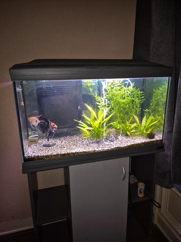 Aquarium met onderkast/inrichting en KOI maanvis paartje beschikbaar voor biedingen