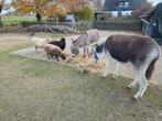 Lief ezeltje te koop, Dieren en Toebehoren, Overige Dieren, Mei, Vrouwelijk