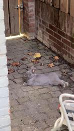 Konijn mannetje, Dieren en Toebehoren, Minder dan 60 cm, Ophalen of Verzenden, Zo goed als nieuw, Konijn