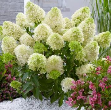 Pluimhortensia (Hydrangea pan skyfall) beschikbaar voor biedingen
