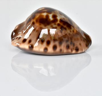 Schelpen: Cypraea jeaniana sherylae 59,7mm (F+++/Gem) Donker beschikbaar voor biedingen