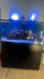 Zwart Technisch zeeaquarium, Dieren en Toebehoren, Vissen | Aquaria en Toebehoren, Ophalen, Zo goed als nieuw, Gevuld zeewateraquarium