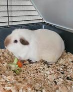 Cavia beertje bijna 3 jaar., November, Mannelijk, Cavia