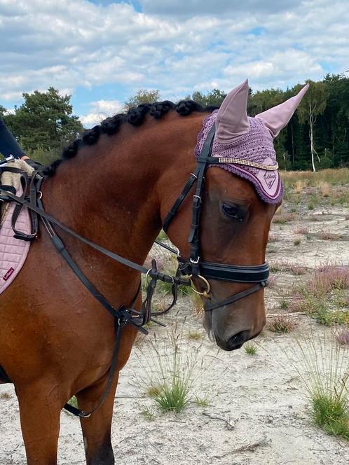 Stagiaires gezocht!, Diensten en Vakmensen, Dieren | Paarden | Verzorging, Oppas en Les