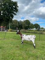 Te koop dwerggeiten, Dieren en Toebehoren, Schapen, Geiten en Varkens, Meerdere dieren, Geit