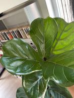 Stek (ongeworteld) Ficus Lyrata - vioolbladplant, Huis en Inrichting, Ophalen, Ficus, Halfschaduw, Minder dan 100 cm