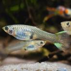 Endler vrouw gup, Dieren en Toebehoren, Vissen | Aquariumvissen, Vis, Zoetwatervis