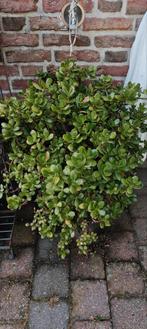 Crassulla Ovata Jade plant / Geldboom, Ophalen