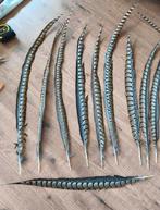 12 Lady amherst fazant veren carnaval taxidermie, Hobby en Vrije tijd, Feestartikelen, Ophalen of Verzenden, Zo goed als nieuw