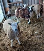 rammen, Dieren en Toebehoren, Schapen, Geiten en Varkens, Mannelijk, Schaap, 0 tot 2 jaar