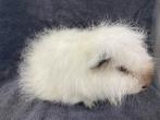 Ch Teddy cali cavia beer, Dieren en Toebehoren, Knaagdieren, Cavia, Mannelijk, December, Tam