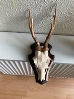 Reebokgeweitje op schild, Ophalen of Verzenden