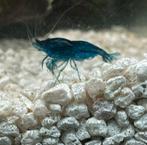 Neocaridina davidi var. Blue Dream / Blauwe garnalen, Dieren en Toebehoren, Kreeft, Krab of Garnaal, Zoetwatervis