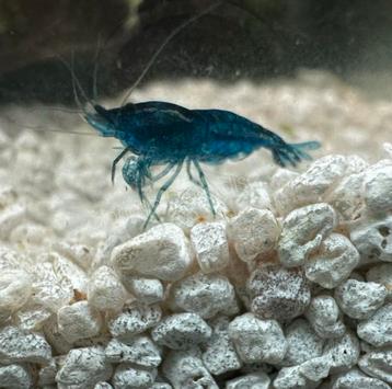  Neocaridina davidi var. Blue Dream / Blauwe garnalen beschikbaar voor biedingen