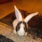 Reuzen kruising Rammelaars 40€ per stuk., Dieren en Toebehoren, Konijnen, Mannelijk, Groot, 0 tot 2 jaar
