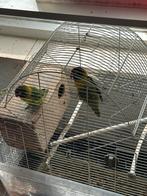 Dwergpapegaai personata’s te koop, Dieren en Toebehoren, Vogels | Parkieten en Papegaaien