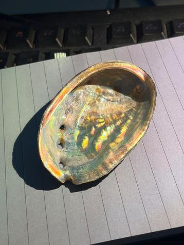 Abalone Schelp - Nieuw - 8x5 cm beschikbaar voor biedingen