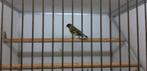 Hybride zwartborstsijs x elsensijs, Dieren en Toebehoren, Mannelijk, Wildzangvogel, Geringd